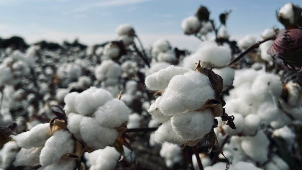 Widząc odzież z metką z bawełny organicznej i dołączoną do niej metką z ceną, możesz założyć, że jest ona lepszej jakości o parametrach korzystniejszych dla środowiska niż ta wykonana z bawełny uprawianej w sposób konwencjonalny. I może to być prawda, ale nie zawsze jest to takie proste.