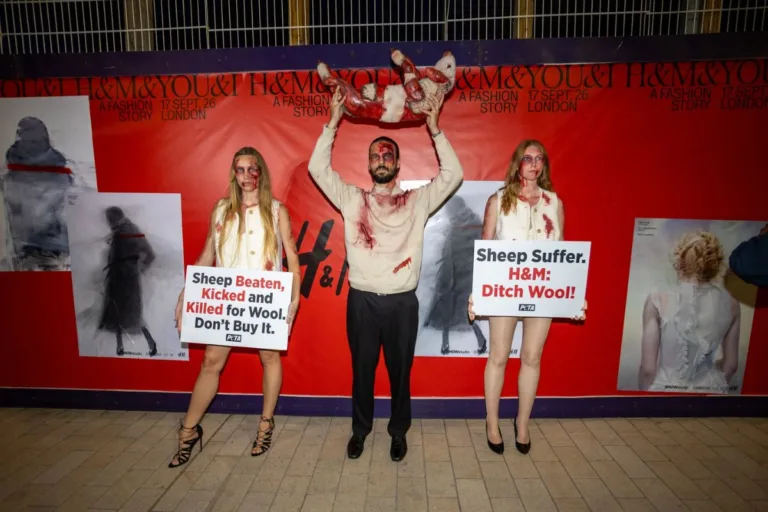 Protest PETA na pokazie H&M. Na zdjęciu trzech aktywistów PETA podczas protestu przeciwko H&M w Londynie 17 września 2026 roku. Demonstranci pozują przed oznaczeniami wydarzenia H&M z transparentami „Sheep Beaten, Kicked and Killed for Wool” oraz „Sheep Suffer. H&M: Ditch Wool!”, a jeden z nich trzyma nad głową rekwizyt przedstawiający ranną owcę.